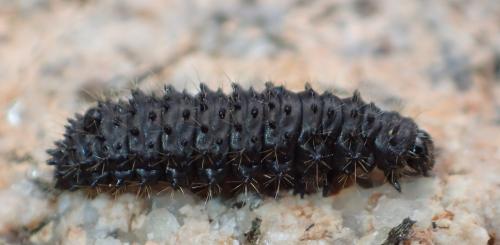 Réf. 336 434 : Galeruca sp.
